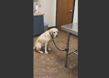 After 15 Years With His Family, an Elderly Labrador Was Taken to the Vet to Be Put Down Because His Arthritis Treatment Cost Too Much. The Veterinarian Refused. 
