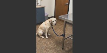 After 15 Years With His Family, an Elderly Labrador Was Taken to the Vet to Be Put Down Because His Arthritis Treatment Cost Too Much. The Veterinarian Refused. 