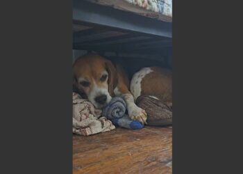 I Was Ready to Return My Rescue Beagle After Five Sleepless Weeks. Then I Found Out Why She Kept Stealing My Clothes and Hiding Them Under the Bed. 