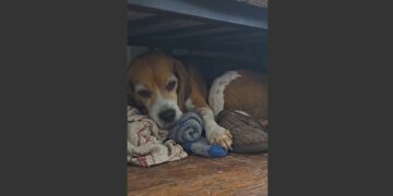 I Was Ready to Return My Rescue Beagle After Five Sleepless Weeks. Then I Found Out Why She Kept Stealing My Clothes and Hiding Them Under the Bed. 
