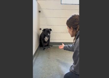 She Went to the Animal Shelter to Donate Her Late Mother’s Old Towels. She Never Expected a Frightened Little Dog to Help Her Feel Less Alone. 