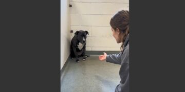 She Went to the Animal Shelter to Donate Her Late Mother’s Old Towels. She Never Expected a Frightened Little Dog to Help Her Feel Less Alone. 