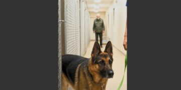 A Retired Police K9 Had Been Quiet and Withdrawn at the Shelter. Then an Older Man Walked Through the Door—and the German Shepherd Recognized Him Immediately. 