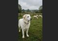 Casper Fought Off 11 Coyotes to Protect Five Sheep—Then Came Home Two Days Later With Life-Threatening Injuries