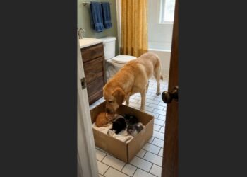 I Brought Home Four Motherless Kittens—Then My 70-Pound Labrador Decided They Were Her Responsibility