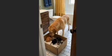 I Brought Home Four Motherless Kittens—Then My 70-Pound Labrador Decided They Were Her Responsibility