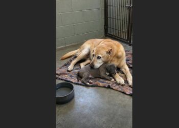 Seven Families Returned Jasper—Then the Shelter Dog Nobody Kept Became a Comfort to More Than 300 Frightened Puppies
