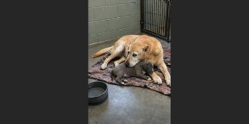 Seven Families Returned Jasper—Then the Shelter Dog Nobody Kept Became a Comfort to More Than 300 Frightened Puppies