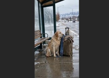 For Nine Days, Cooper Guarded an Old Suitcase at a Denver Bus Stop—Then He Heard the Voice He Had Been Waiting For
