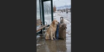For Nine Days, Cooper Guarded an Old Suitcase at a Denver Bus Stop—Then He Heard the Voice He Had Been Waiting For