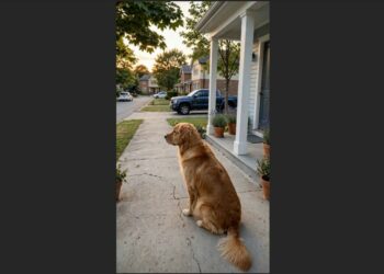 Every Evening, Buddy Returns to the Same Spot on the Porch and Watches the Driveway for Someone Who Still Hasn’t Come Home