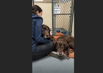 The Shelter Called Max and Rusty the Forgotten Pair—Then One Visitor Sat Down Long Enough to See What Everyone Else Had Missed
