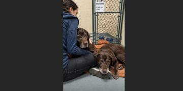 The Shelter Called Max and Rusty the Forgotten Pair—Then One Visitor Sat Down Long Enough to See What Everyone Else Had Missed