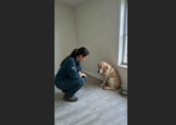My Neighbors Moved Away and Left Their Golden Labrador Behind—Weeks Later, He Was Still Watching Every Door