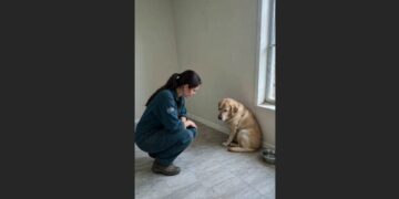 My Neighbors Moved Away and Left Their Golden Labrador Behind—Weeks Later, He Was Still Watching Every Door