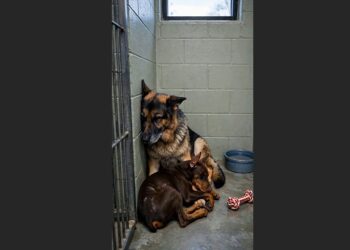 A One-Year-Old Doberman Had Shut Down Completely—Then a Blind 12-Year-Old German Shepherd Chose to Lie Beside Him
