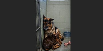 A One-Year-Old Doberman Had Shut Down Completely—Then a Blind 12-Year-Old German Shepherd Chose to Lie Beside Him