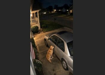 Every Evening, Their Labrador Sat Beside an Old Silver Car—Then the Family Learned Who He Was Waiting For