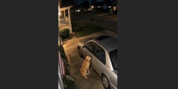 Every Evening, Their Labrador Sat Beside an Old Silver Car—Then the Family Learned Who He Was Waiting For