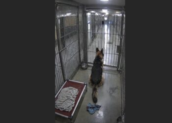 The German Shepherd Turned His Back on Everyone at the Shelter—Until One Volunteer Stopped Asking Him to Come Closer