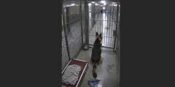 The German Shepherd Turned His Back on Everyone at the Shelter—Until One Volunteer Stopped Asking Him to Come Closer