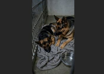 Every Night, Two German Shepherds Pressed Against Each Other in the Same Shelter Corner—Then Staff Learned Why