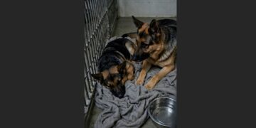 Every Night, Two German Shepherds Pressed Against Each Other in the Same Shelter Corner—Then Staff Learned Why