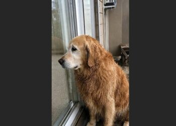 They Emptied the Old Man’s House in Six Hours—But His 13-Year-Old Golden Retriever Was Still Waiting Inside