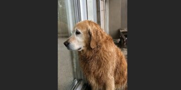 They Emptied the Old Man’s House in Six Hours—But His 13-Year-Old Golden Retriever Was Still Waiting Inside