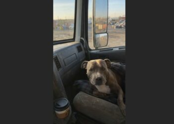 For 415 Mornings, I Fed the Stray Pit Bull Living Among Rusted Cars—Then One Day, He Was Gone