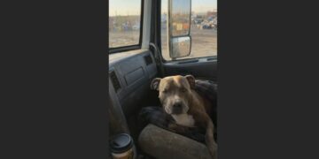 For 415 Mornings, I Fed the Stray Pit Bull Living Among Rusted Cars—Then One Day, He Was Gone