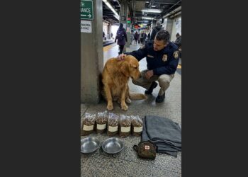 A Golden Retriever Was Left at the Train Station With Five Bags of Food and a Letter Under His Collar—Then His Owner’s Sister Found Him