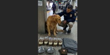 A Golden Retriever Was Left at the Train Station With Five Bags of Food and a Letter Under His Collar—Then His Owner’s Sister Found Him