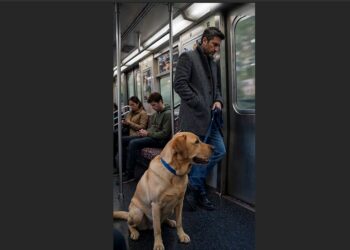 For Four Mornings, I Watched a Labrador Tremble at His Owner’s Feet on the Train—Then I Made the Call I Couldn’t Ignore