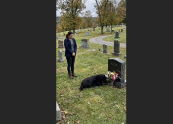 A Strange Dog Sat Beside My Son’s Grave Every Sunday—Then One Day, I Followed Him