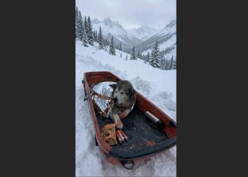 Rescuers Found a 13-Year-Old Malamute Alone in a Sled 11 Days After an Avalanche—Someone Had Secured Him There Before Disappearing Into the Storm