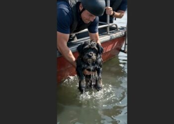 Missing Since the Fourth of July, a 7-Year-Old Dog Was Found Half a Mile Out in San Francisco Bay—And She Was Still Swimming