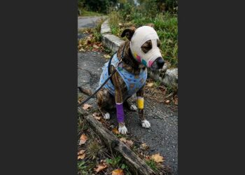 A Pregnant Dog Helped Alert People to a Hospice Fire, Then Suffered Terrible Burns Herself—Weeks Later, Matilda Gave Birth to Five Healthy Puppies