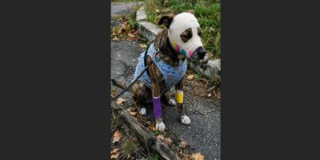 A Pregnant Dog Helped Alert People to a Hospice Fire, Then Suffered Terrible Burns Herself—Weeks Later, Matilda Gave Birth to Five Healthy Puppies