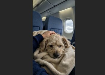 A Dog Became Seriously Ill on a Delta Flight to Los Angeles—So the Captain Diverted 181 Passengers to Get the Pet Help