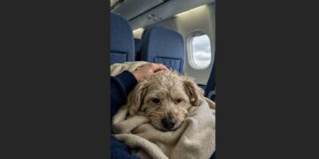 A Dog Became Seriously Ill on a Delta Flight to Los Angeles—So the Captain Diverted 181 Passengers to Get the Pet Help