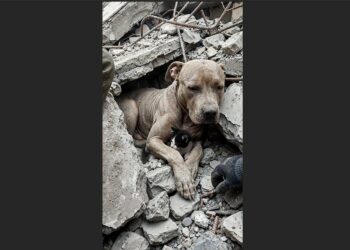 Twenty-Six Days After the Turkey Earthquake, Rescuers Heard a Faint Sound Beneath the Rubble—Inside, a Pit Bull Was Curled Around a Kitten