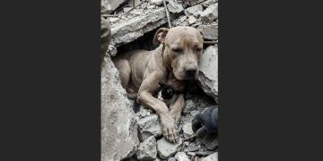 Twenty-Six Days After the Turkey Earthquake, Rescuers Heard a Faint Sound Beneath the Rubble—Inside, a Pit Bull Was Curled Around a Kitten