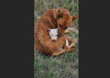 Starving in a Texas Freeze, Leia Curled Her Body Around Her Only Puppy—Months Later, Her Baby Had a Home but She Was Still Waiting