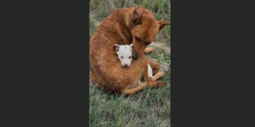 Starving in a Texas Freeze, Leia Curled Her Body Around Her Only Puppy—Months Later, Her Baby Had a Home but She Was Still Waiting