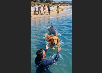 A Dog Was Being Swept Farther Out to Sea When a Dark Shape Rose Beneath Him—Then Everyone on Shore Realized It Was a Dolphin