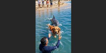 A Dog Was Being Swept Farther Out to Sea When a Dark Shape Rose Beneath Him—Then Everyone on Shore Realized It Was a Dolphin