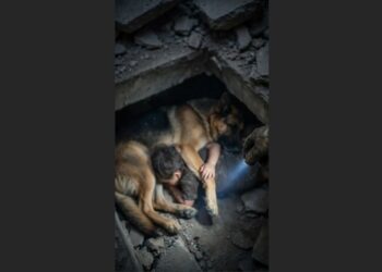 Forty Minutes After the Earthquake, a Firefighter Heard One Weak Bark Beneath a Collapsed Apartment Building—Then He Started Digging