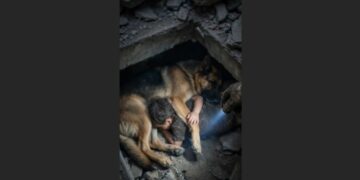 Forty Minutes After the Earthquake, a Firefighter Heard One Weak Bark Beneath a Collapsed Apartment Building—Then He Started Digging