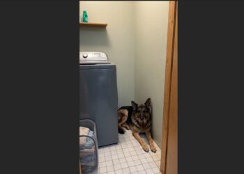 The First Night Hazel Had a Whole House, She Slept Between the Washing Machine and the Wall